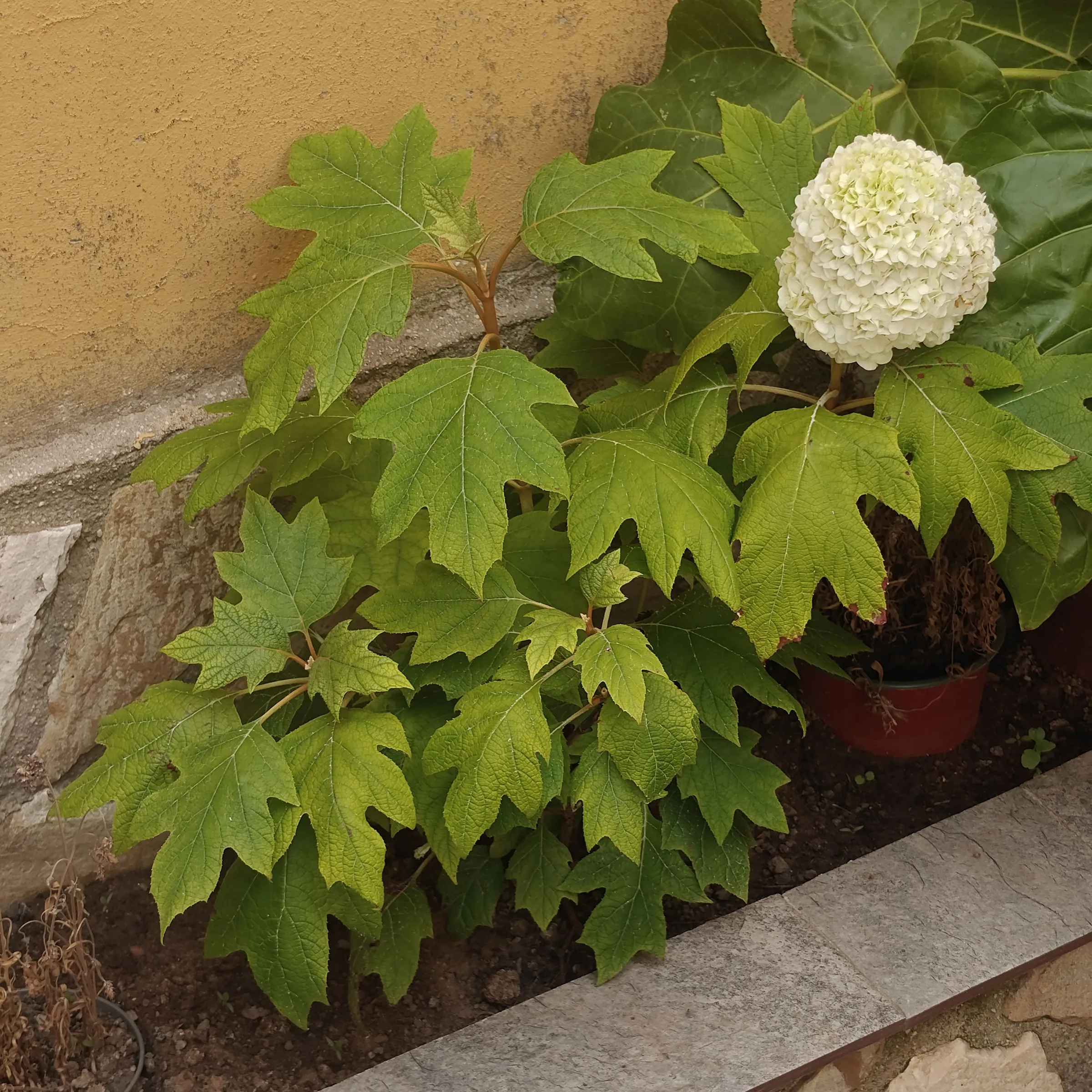 Hydrangea quercifolia