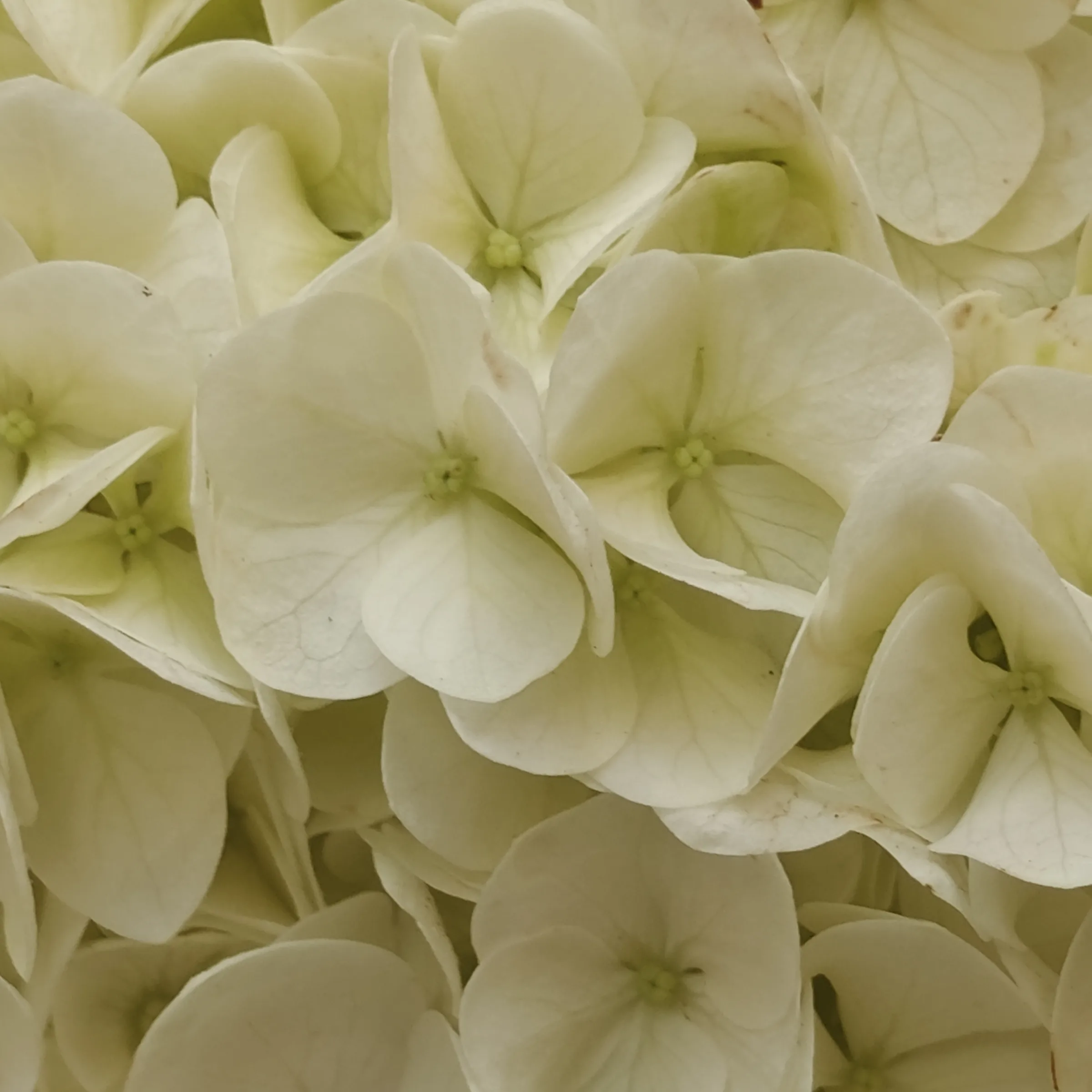 Hydrangea quercifolia flor 2