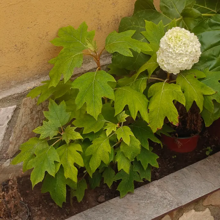 Hydrangea quercifolia 1
