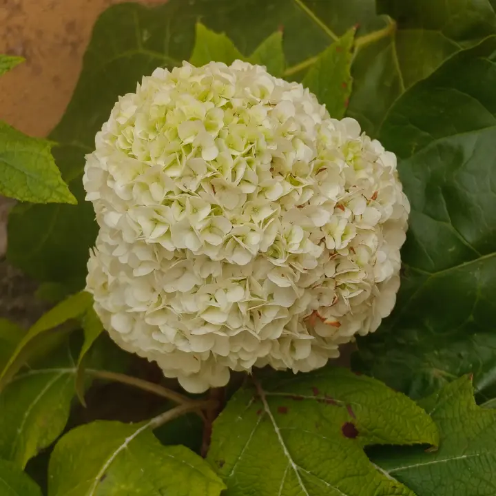 Hydrangea quercifolia flor 1