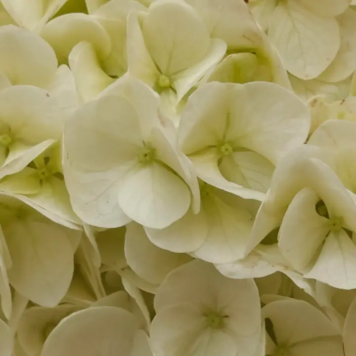 Hydrangea quercifolia flor 2