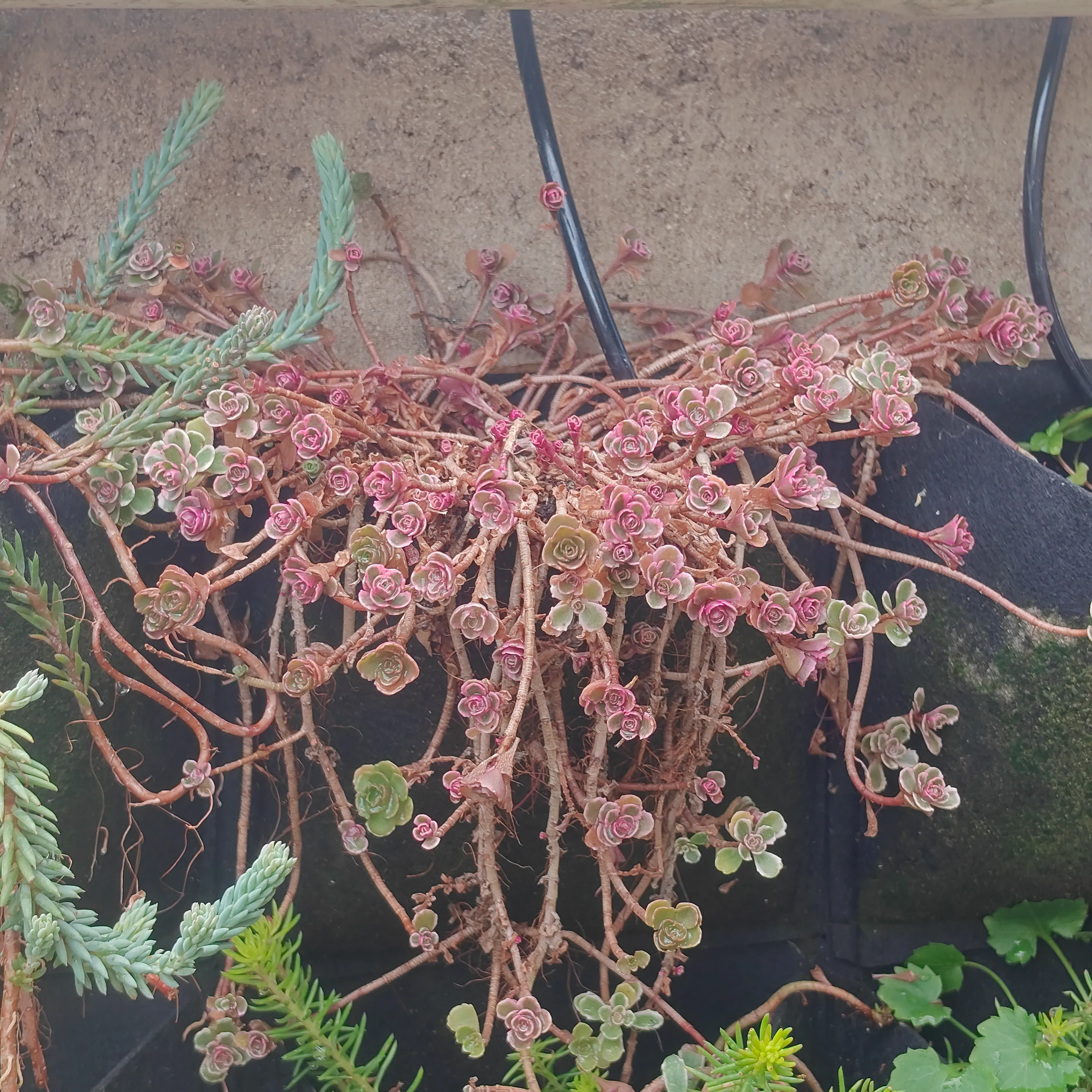 Sedum Spurium Tricolor 4