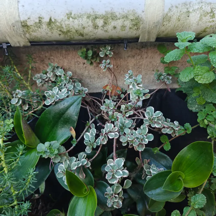 Sedum Spurium Tricolor 2