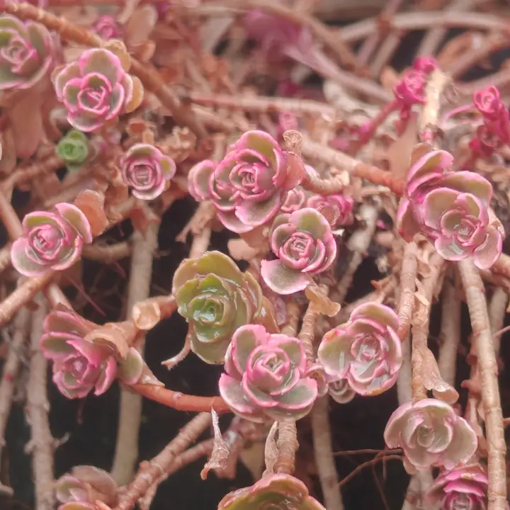 Sedum Spurium Tricolor 3