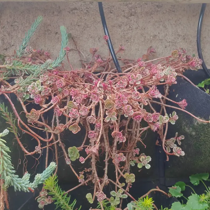 Sedum Spurium Tricolor 4