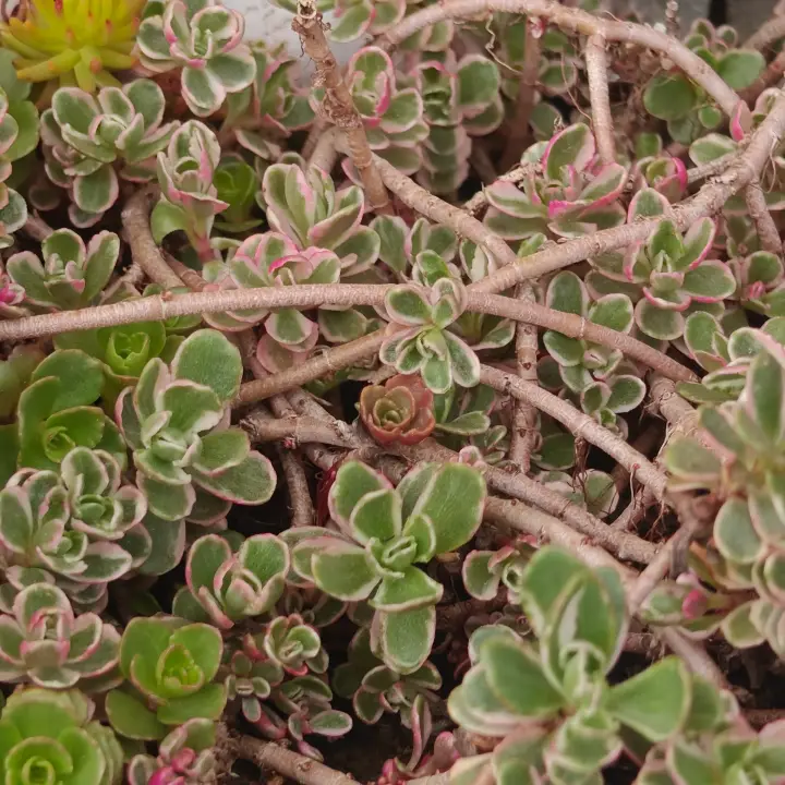 Sedum Spurium Tricolor 1