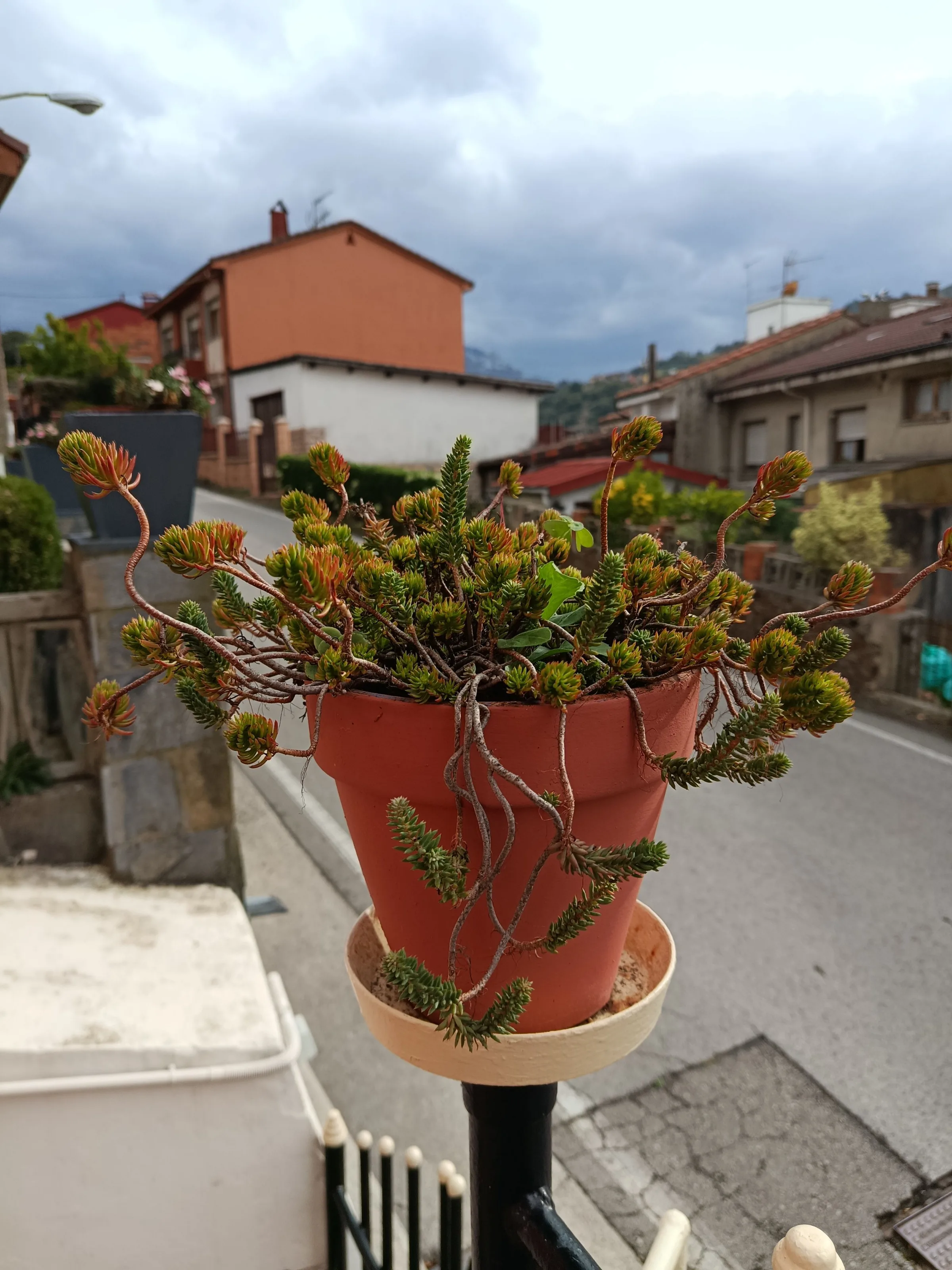 Petrosedum ochroleucum