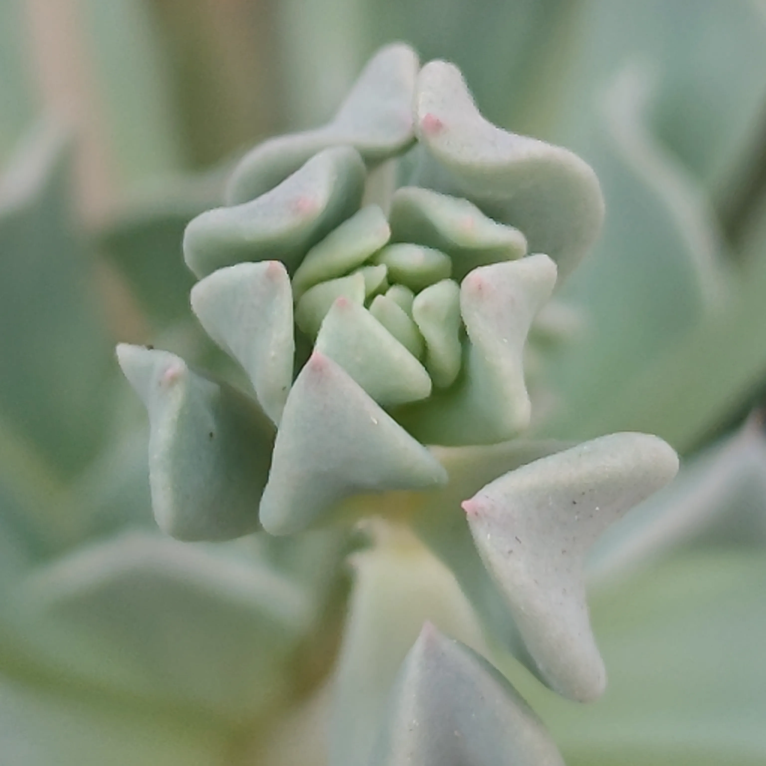 Echeveria Pinwheel Revolution 4