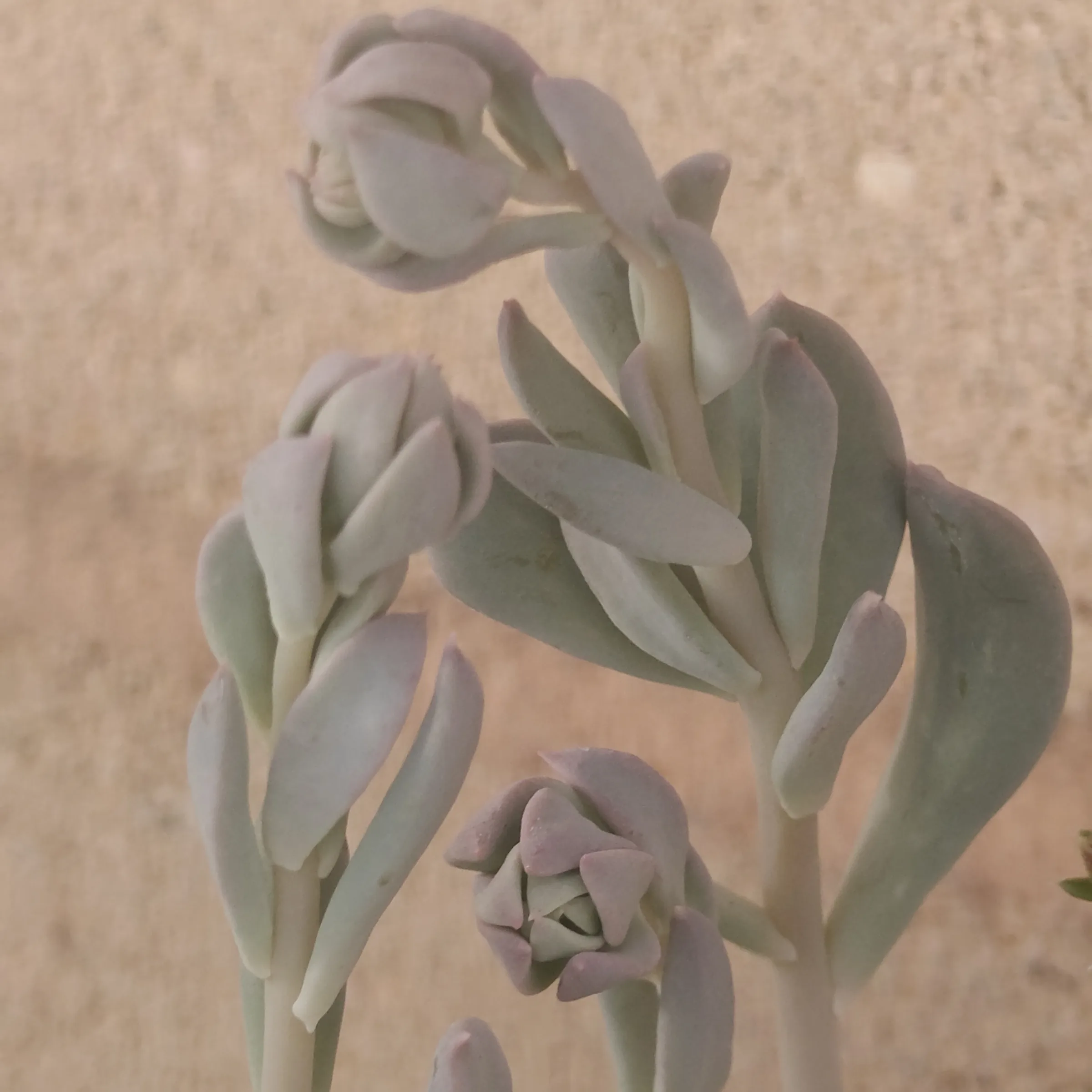 Echeveria Pinwheel Revolution 3