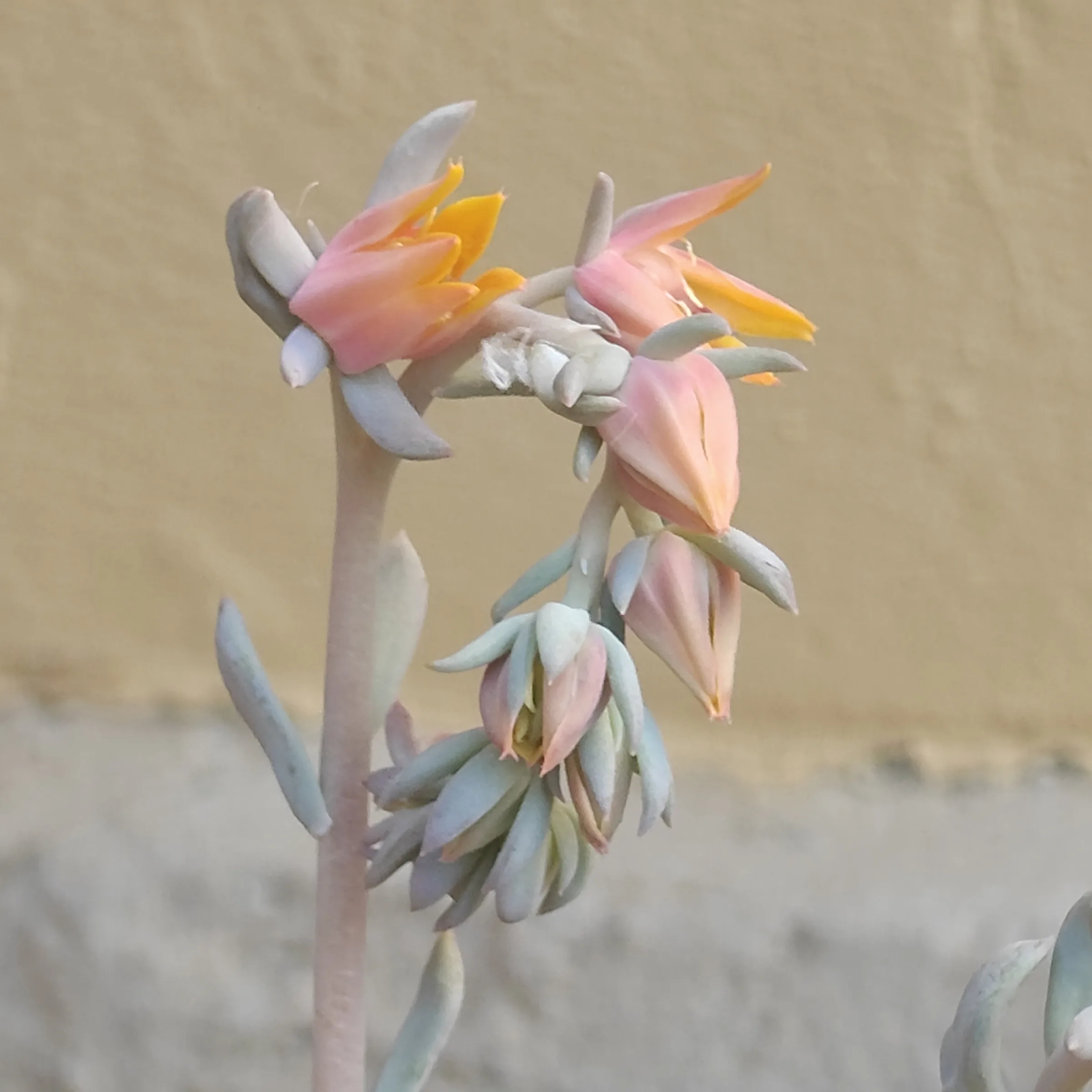 Echeveria Pinkwheel Revolution flor 2