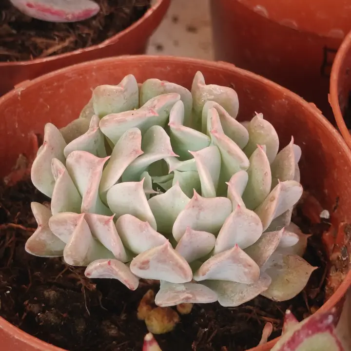 Echeveria Pinkwheel Revolution 2