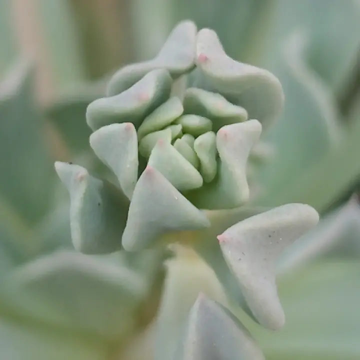 Echeveria Pinkwheel Revolution flor 4