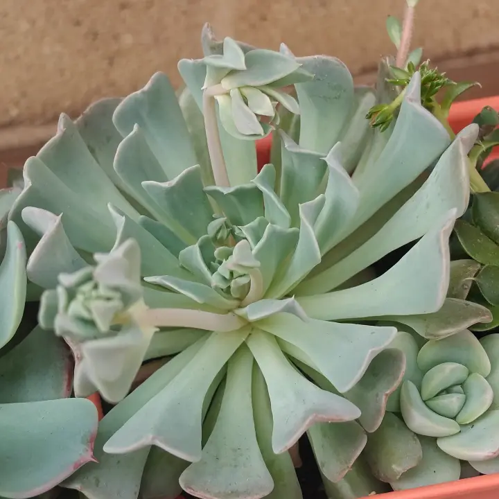 Echeveria Pinkwheel Revolution 1