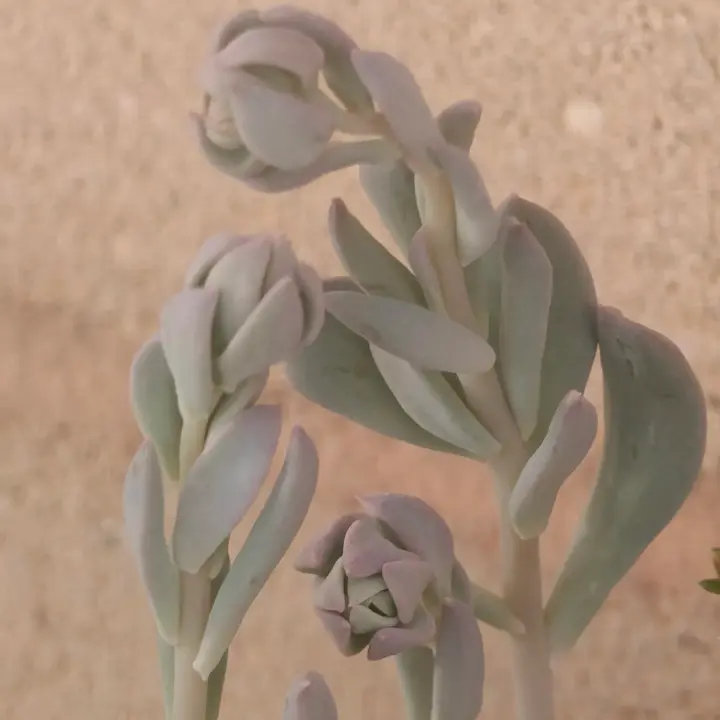 Echeveria Pinkwheel Revolution flor 3