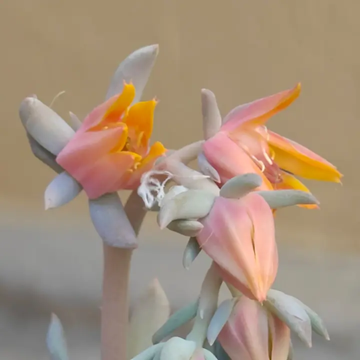 Echeveria Pinkwheel Revolution flor 1