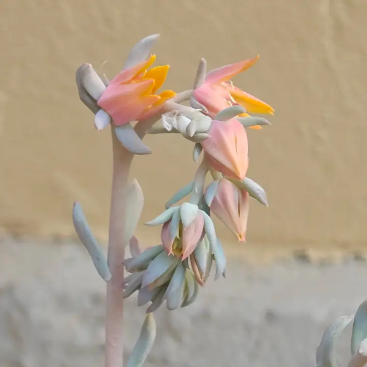 Echeveria Pinkwheel Revolution flor 2