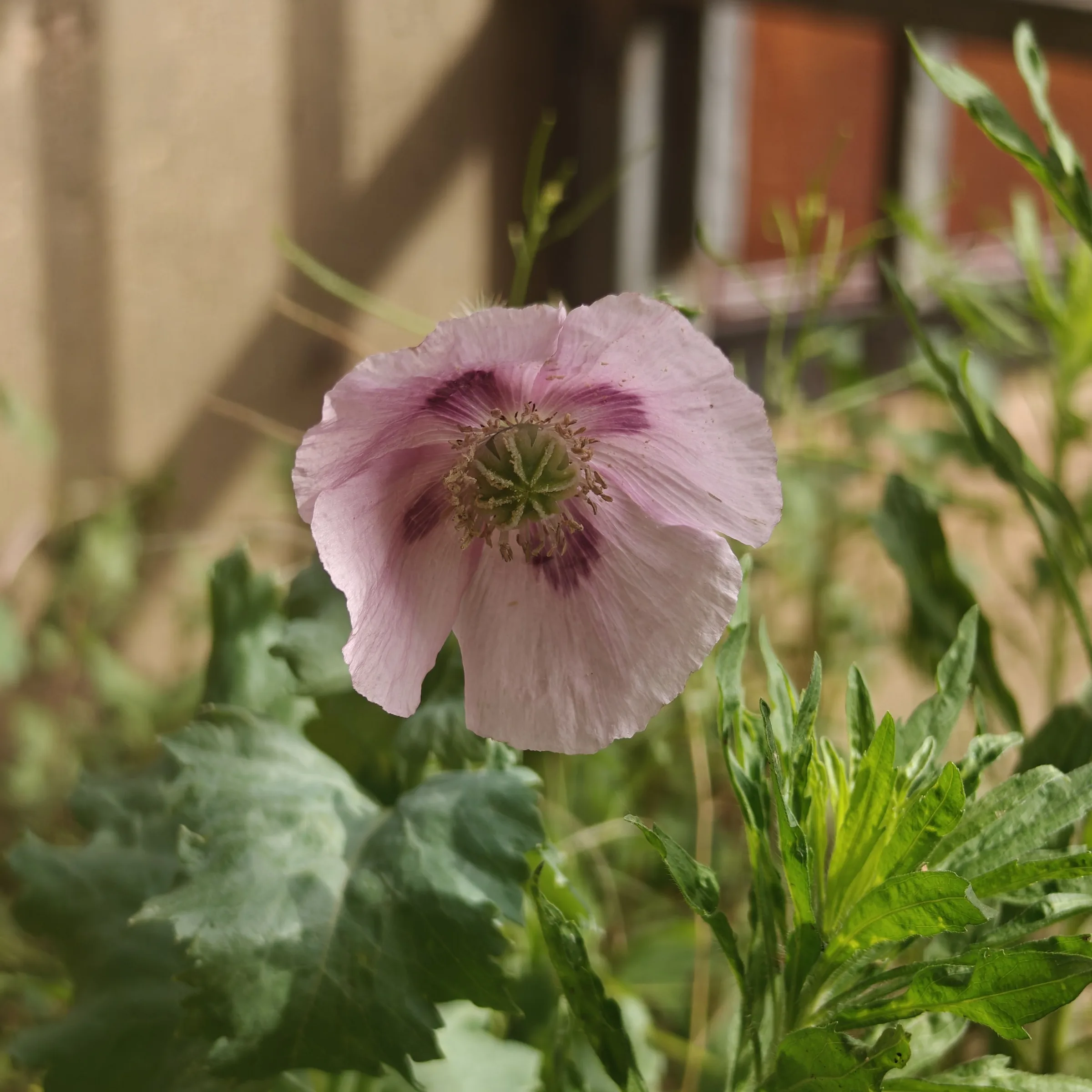 Papaver somniferum morada flor 1