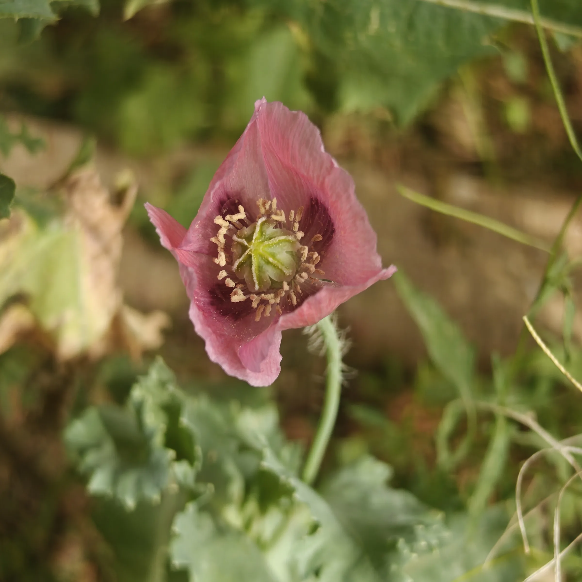 Papaver somniferum morada flor 2