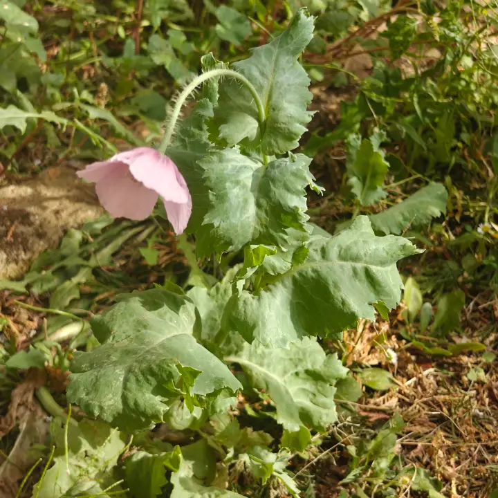 Papaver somniferum morada 1