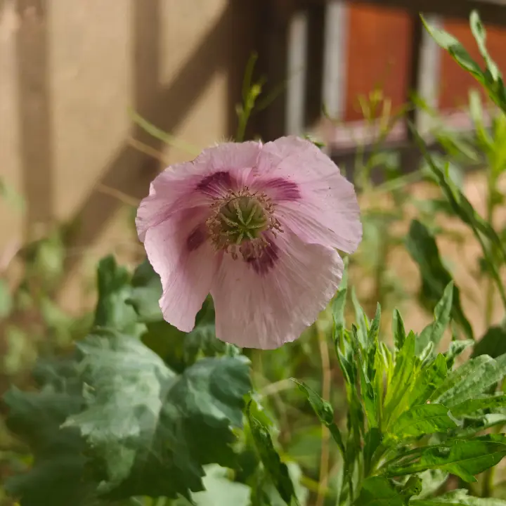Papaver somniferum morada flor 1