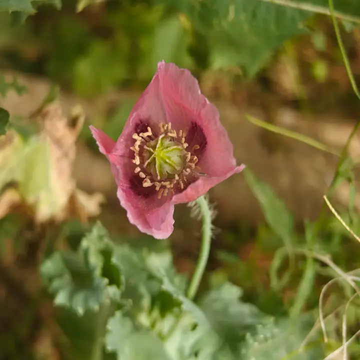 Papaver somniferum morada flor 2