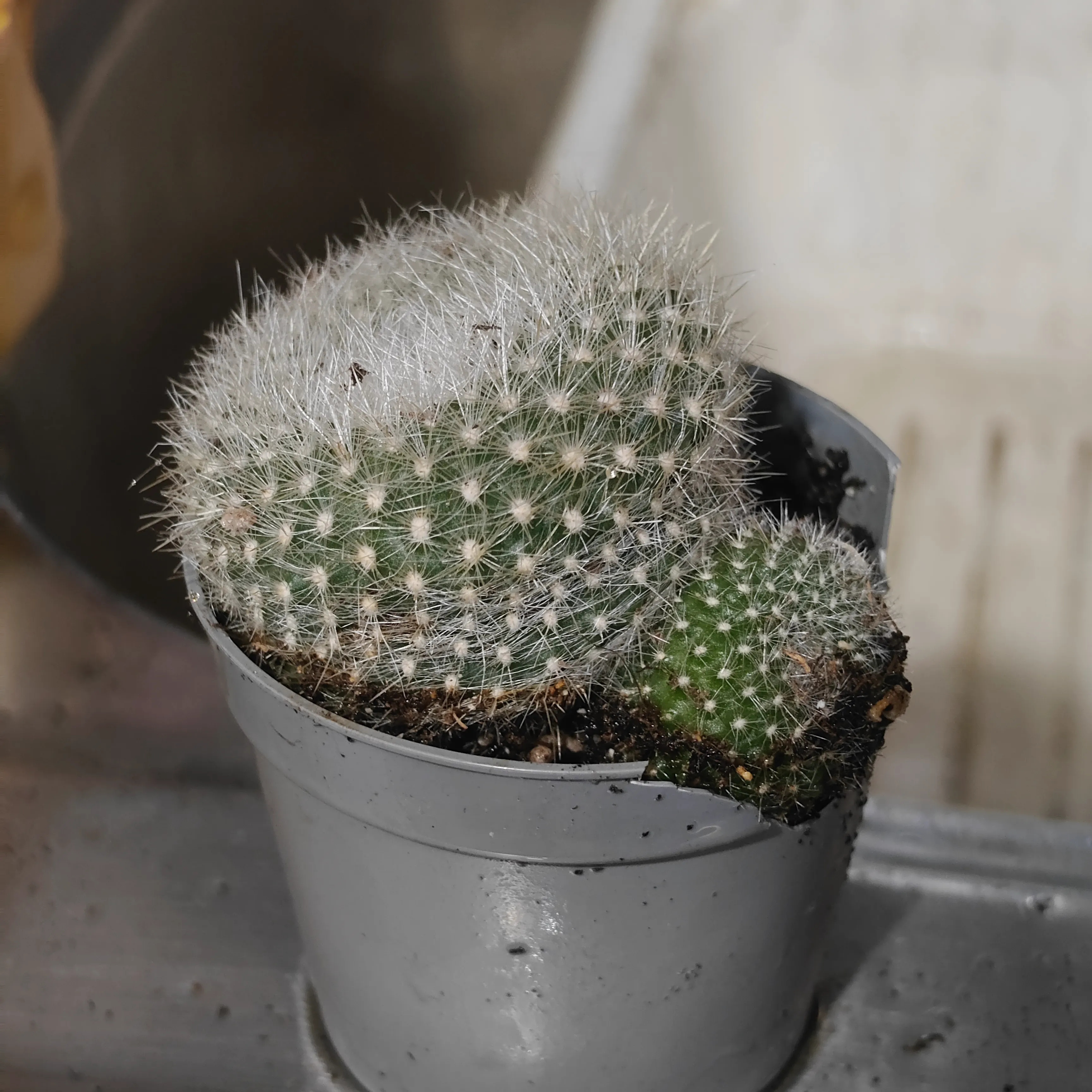 Notocactus Haselbergii