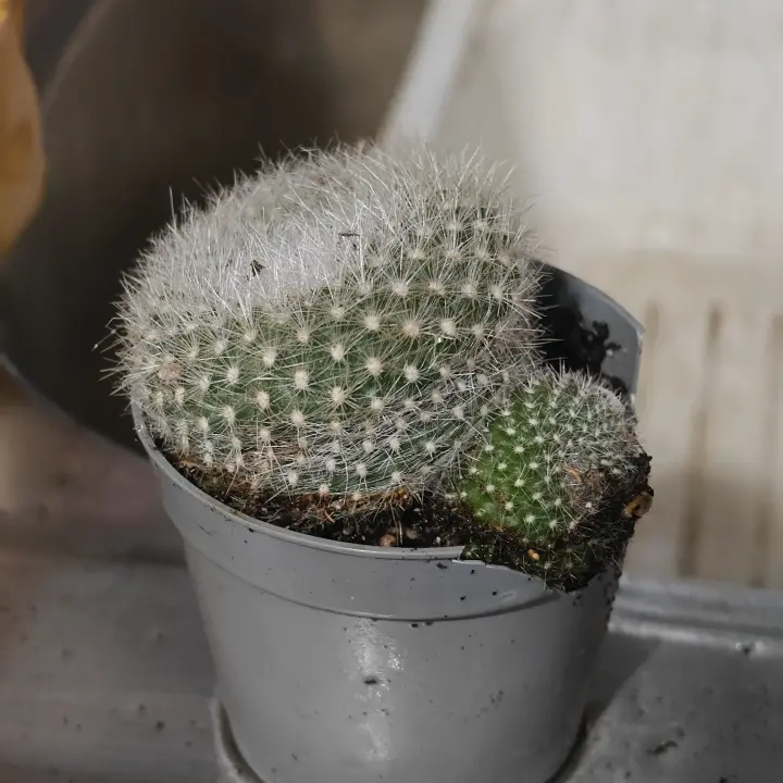 Notocactus Haselbergii 1