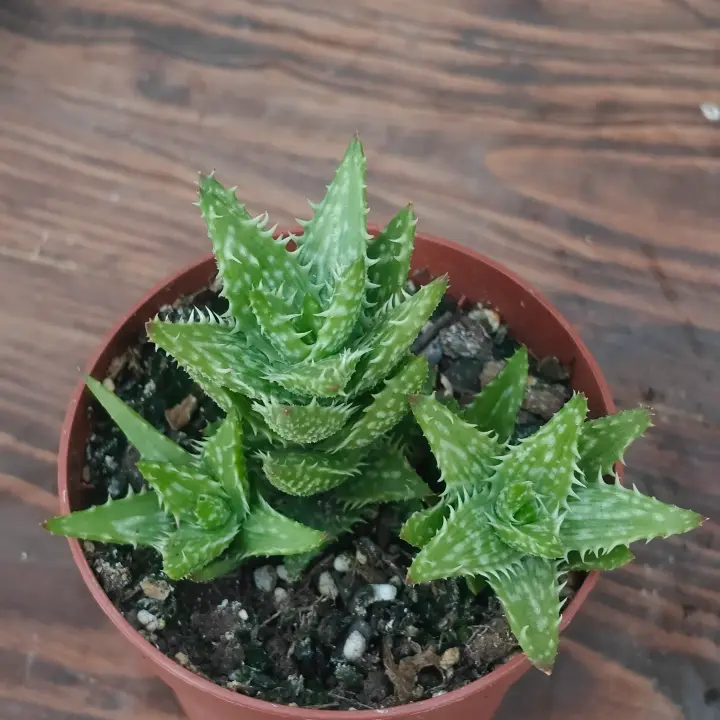 Aloe juvenna 2