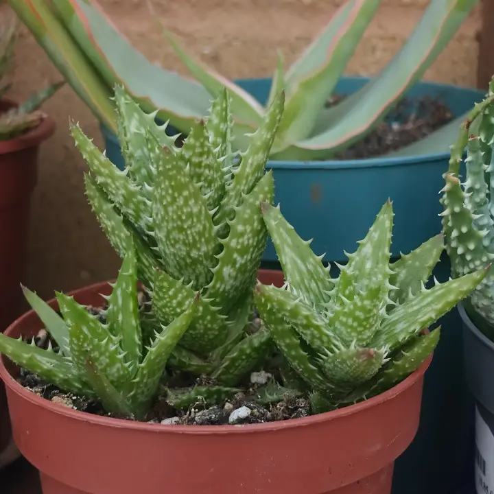 Aloe juvenna 3
