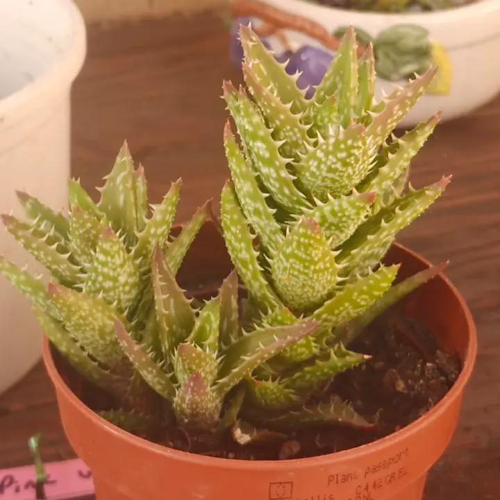 Aloe juvenna 1