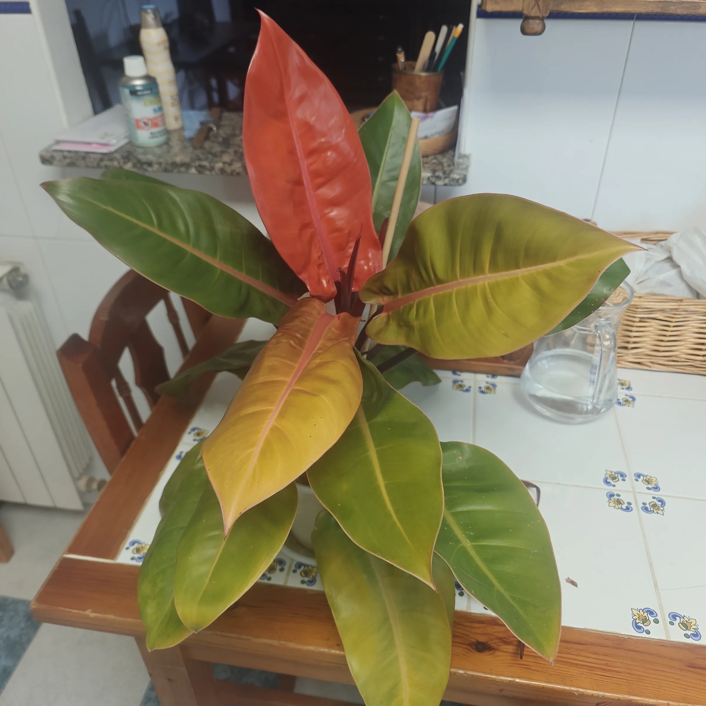 Philodendron Erubescens