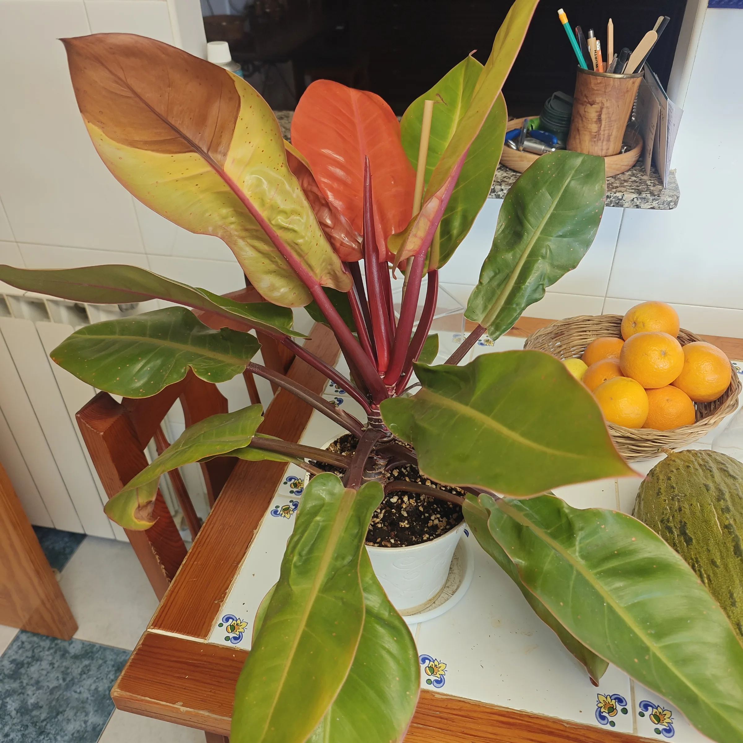 Philodendron Erubescens