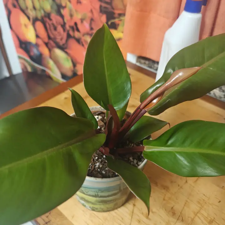 Philodendron Erubescens 4