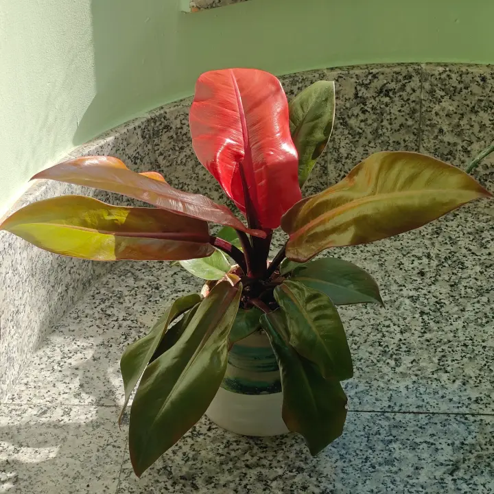 Philodendron Erubescens 3