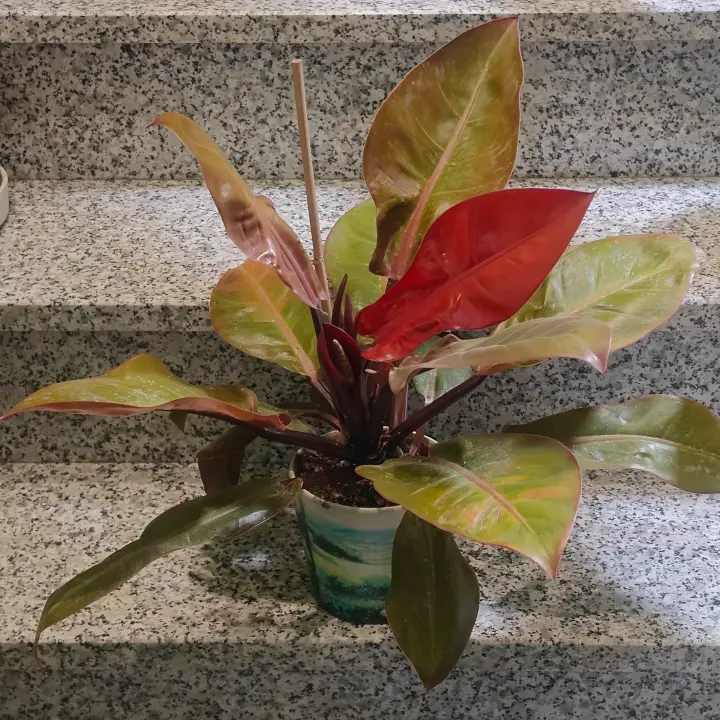 Philodendron Erubescens 2