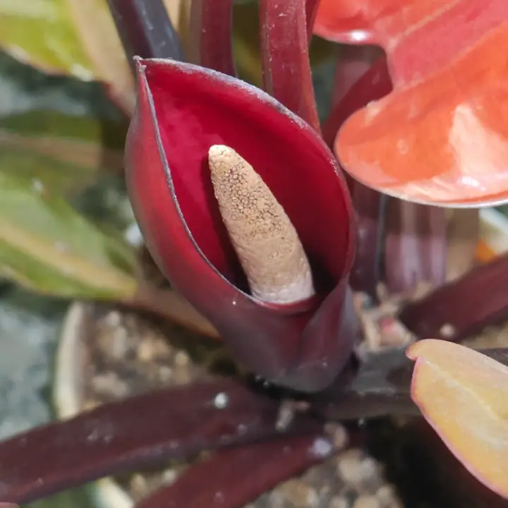 Philodendron Erubescens flor 2