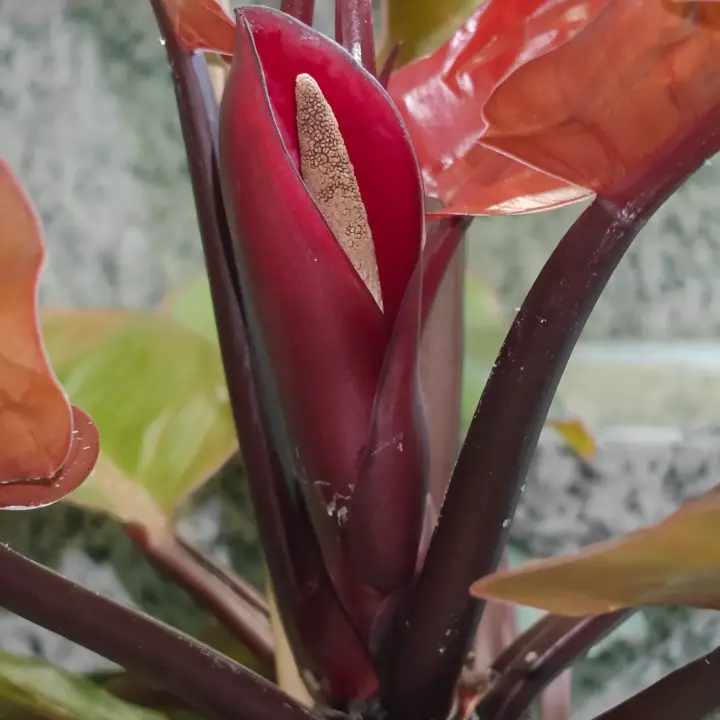 Philodendron Erubescens flor 1