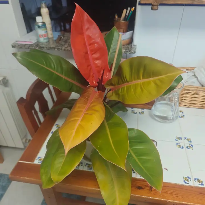 Philodendron Erubescens 1