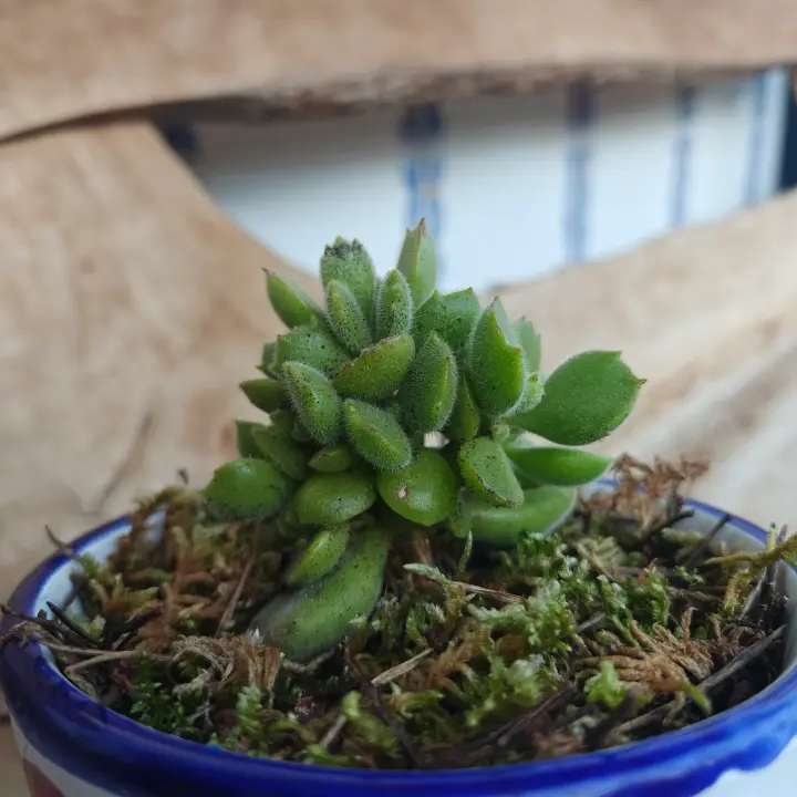 Cotyledon Tomentosa 2