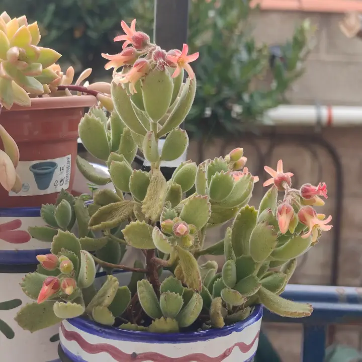 Cotyledon Tomentosa 1