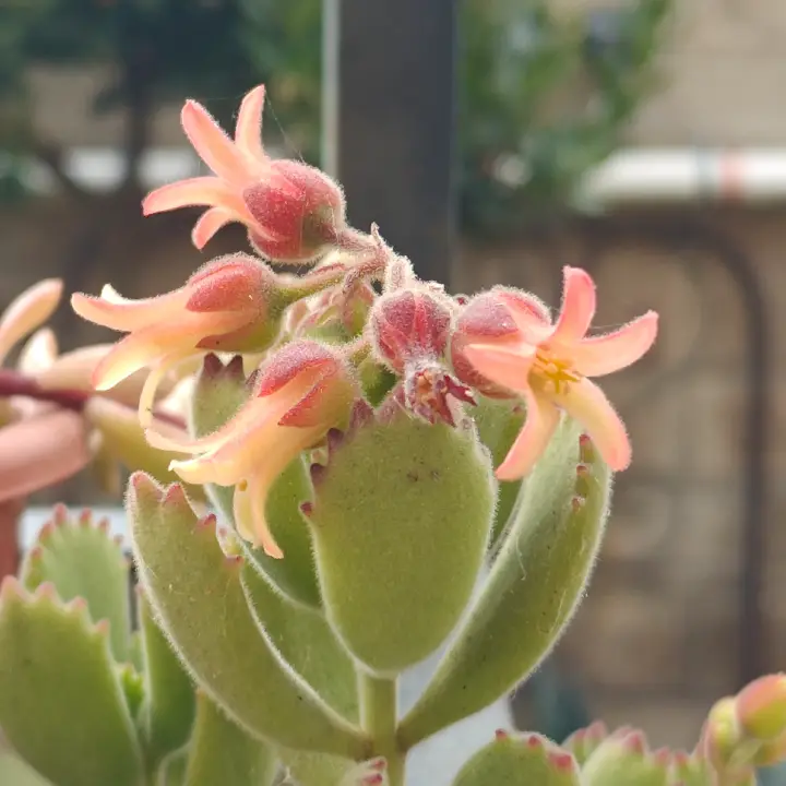 Cotyledon Tomentosa flor 1