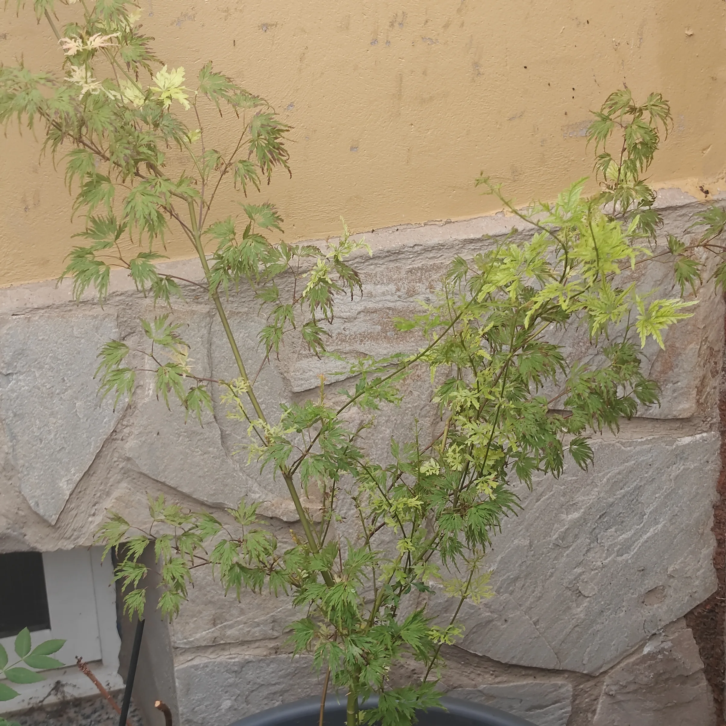 Acer Palmatum 'Seiryu'