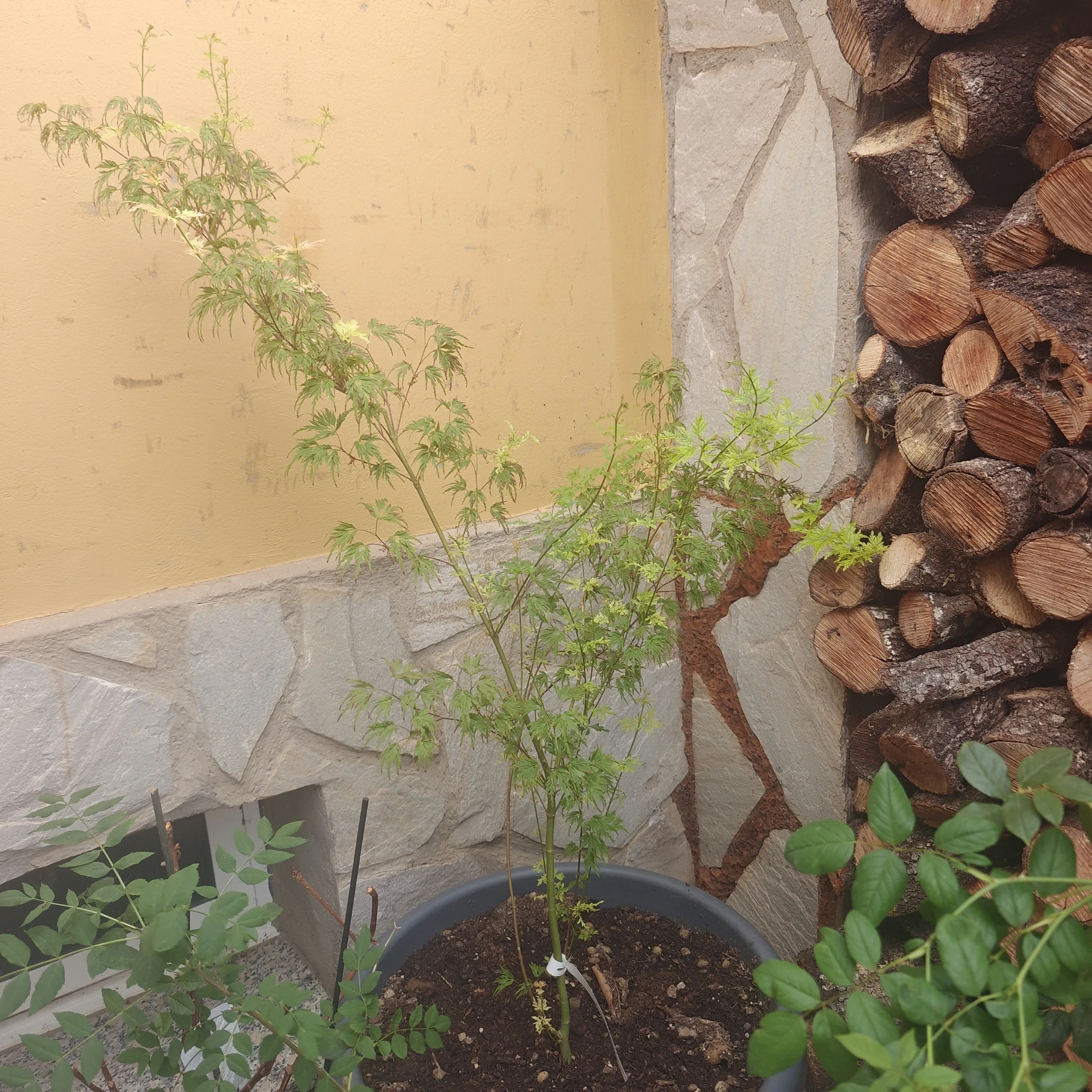 Acer Palmatum 'Seiryu' 2