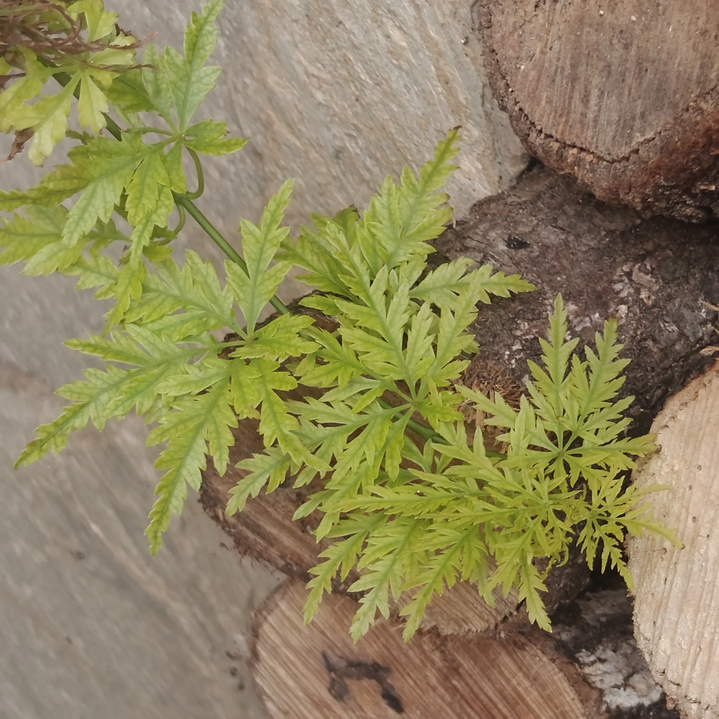 Acer Palmatum 'Seiryu' 4