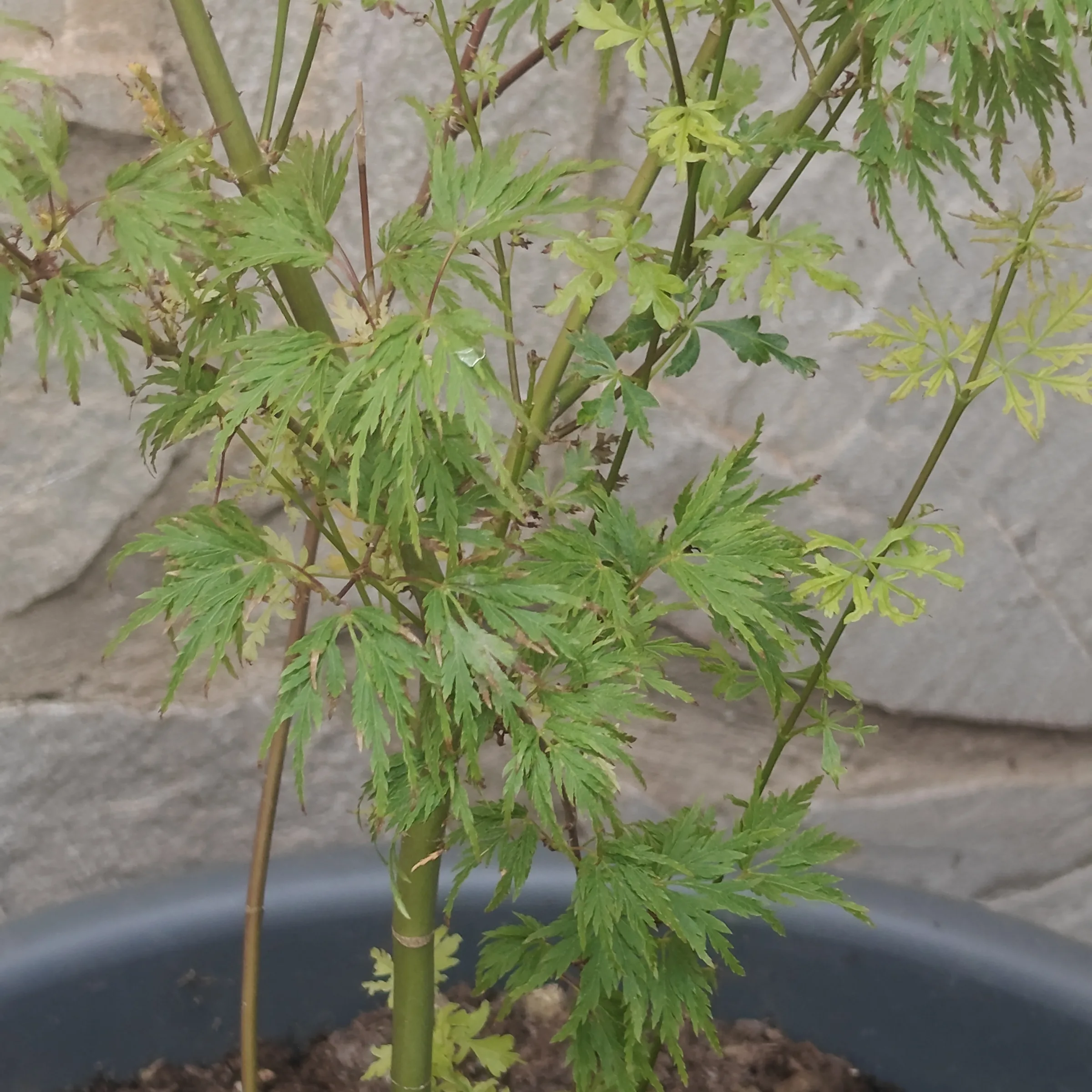Acer Palmatum 'Seiryu' 5