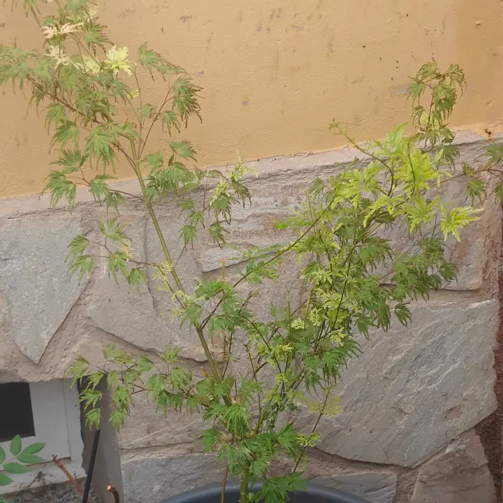 Acer Palmatum 'Seiryu' 1