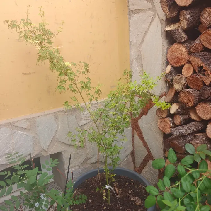Acer Palmatum 'Seiryu' 2