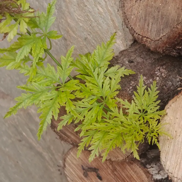 Acer Palmatum 'Seiryu' 4