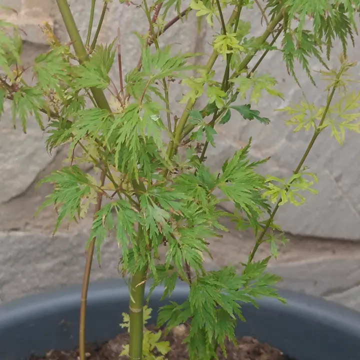 Acer Palmatum 'Seiryu' 5