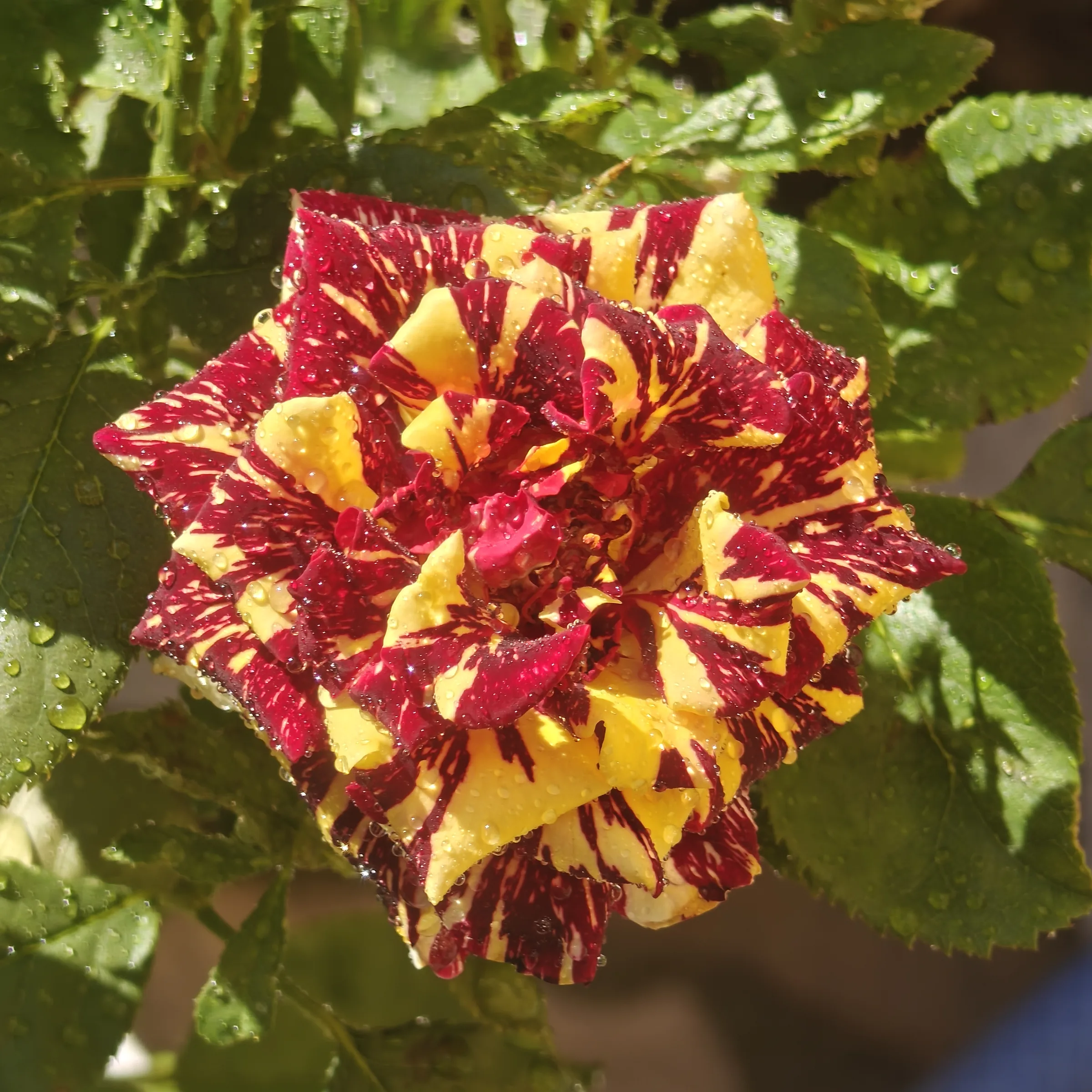 Rosa 'Abracadabra' 2